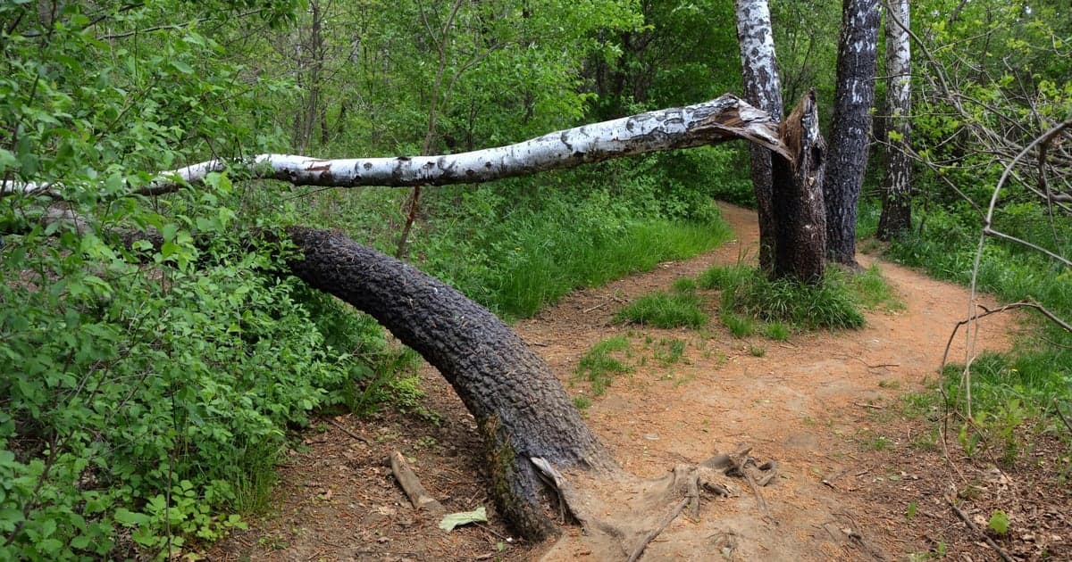 Groźne wichury na Pomorzu. Ewakuowano 15 obozów harcerskich