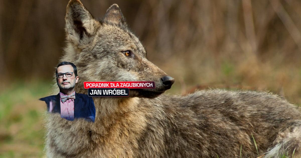 Ministerstwo uczy, jak mówić o wilkach. Satyryk nie wytrzymał: „Ta kampania jest tak głupia, że nie ma co zbierać”