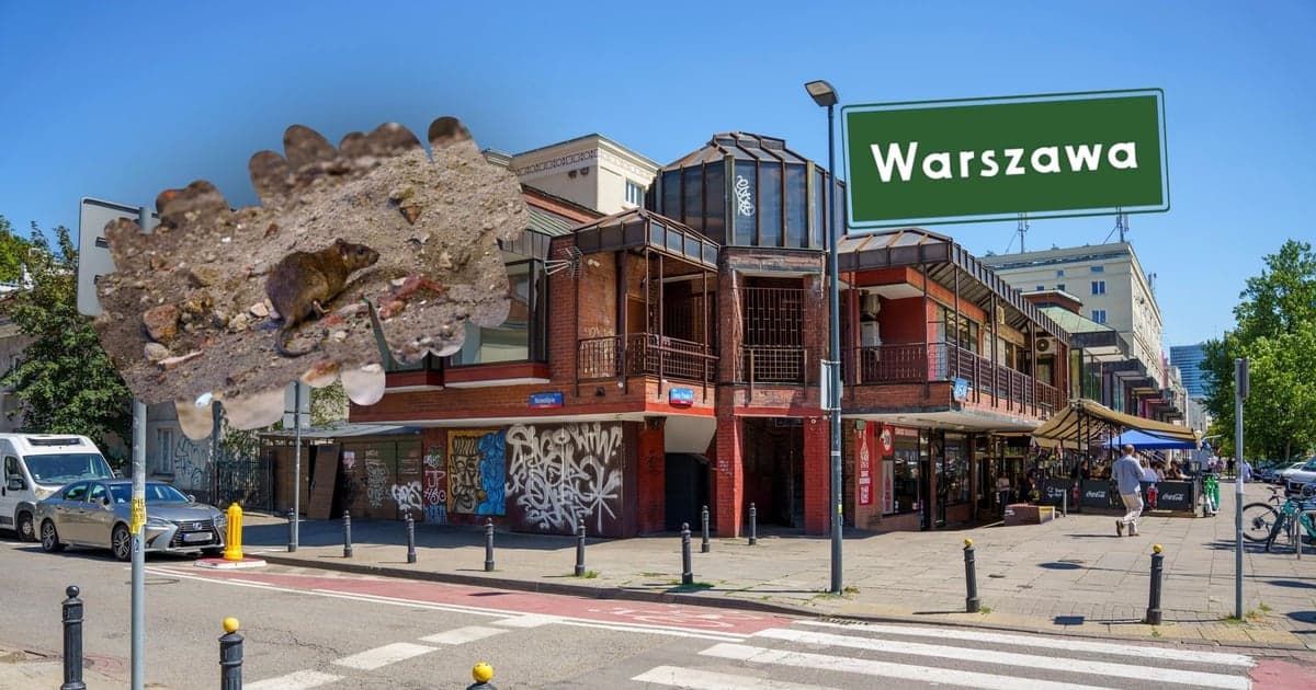 Plaga szczurów w centrum Warszawy. Gryzonie opanowały zaplecze popularnych lokali gastronomicznych
