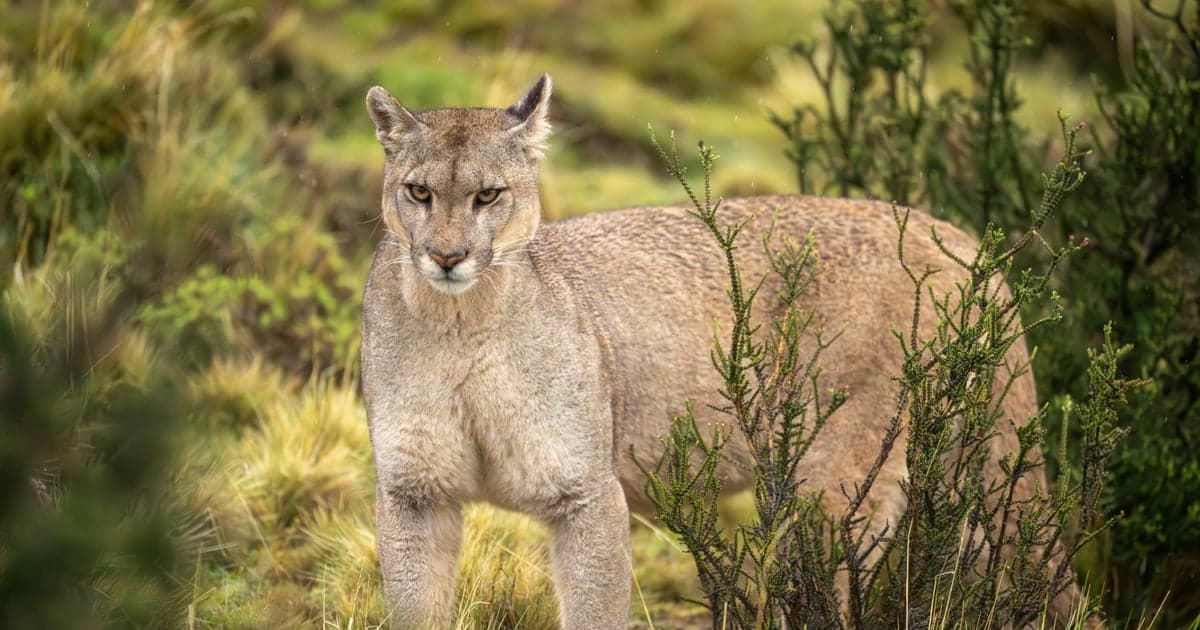 Puma w Zachodniopomorskiem. Nowe informacje ws. końca obławy