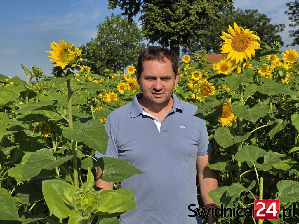 100 tysięcy słoneczników od rolnika dla chorych dziewczynek. Zrywaj i wpłacaj datki!