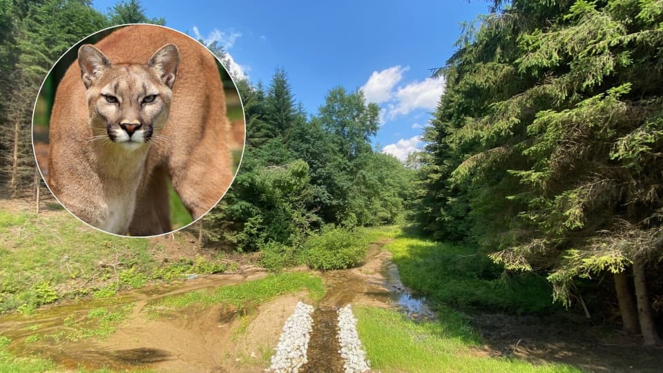 10:03 Na terenie gminy Polanów zauważono egzotycznego drapieżnika. To może być puma