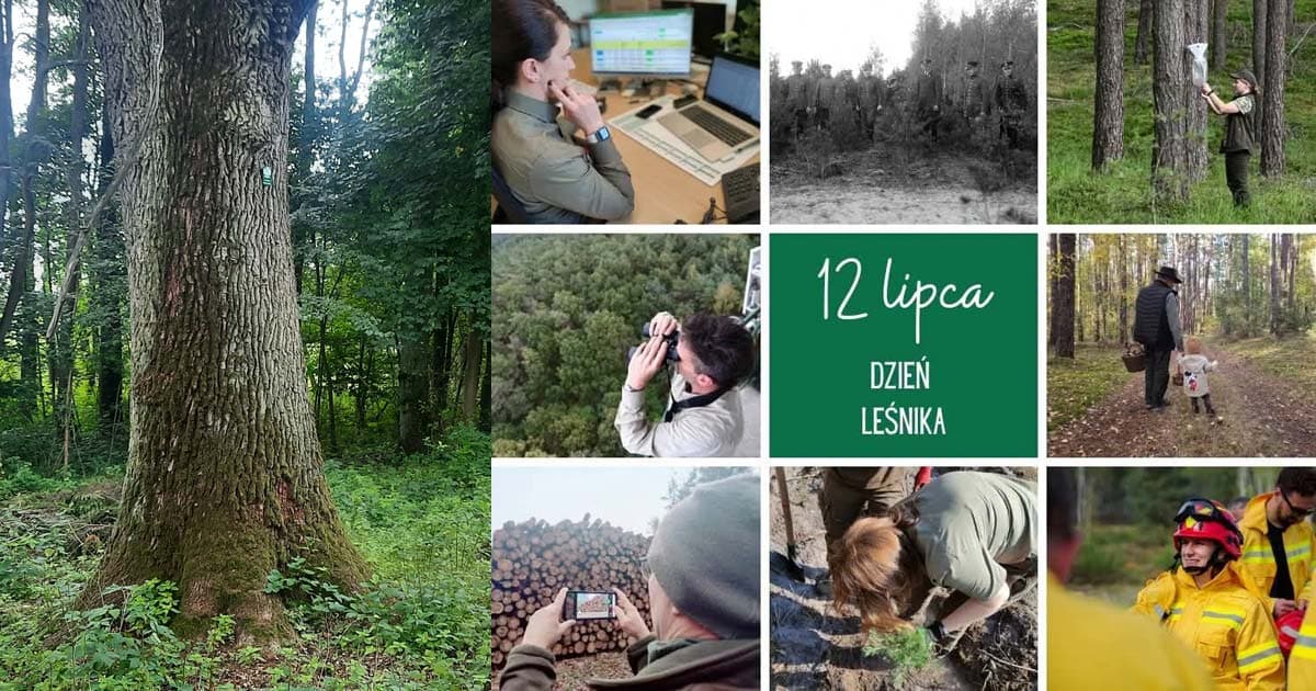 12 lipca – Dzień Leśnika. Święto ludzi, którzy dbają o lasy