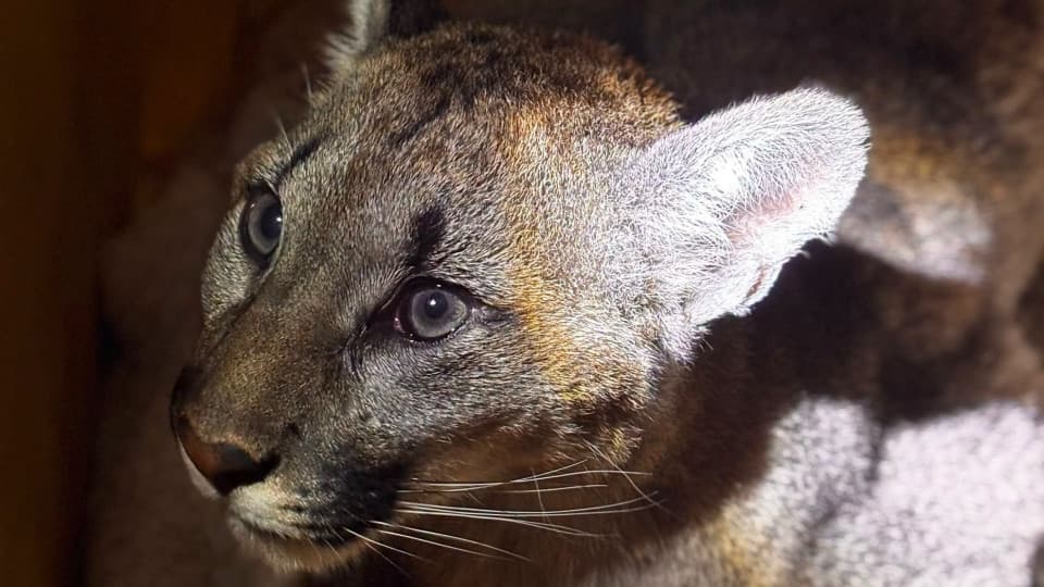 13 lipca 2026, 09:10 REGION Koniec poszukiwań. Puma schwytana na terenie gminy Polanów