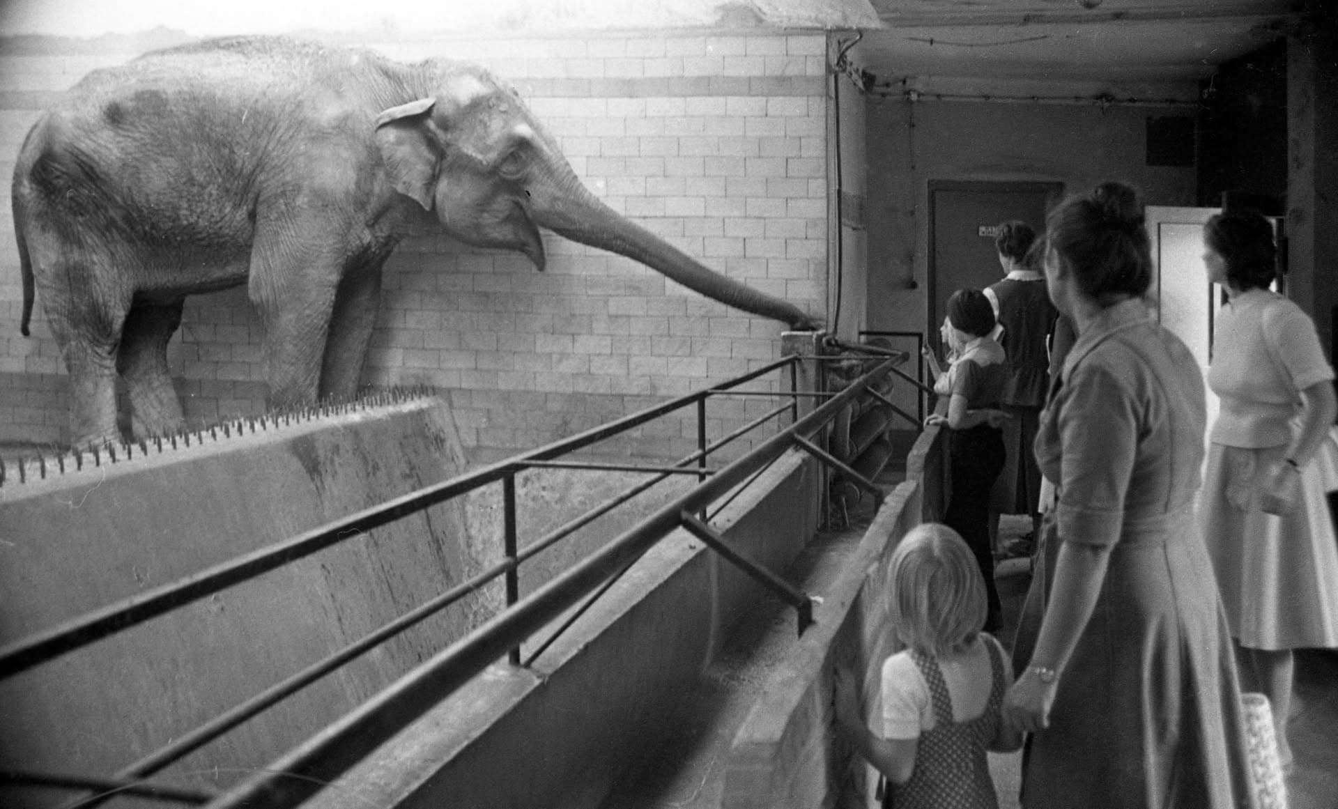 73 lata Opolskiego Ogrodu Zoologicznego. Od niewielkiego zwierzyńca do jednego z najnowocześniejszych ogrodów zoologicznych w Polsce