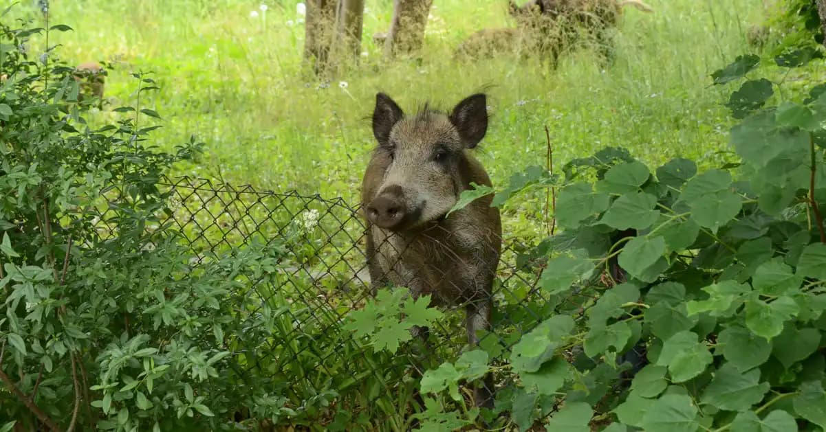Atak dzika w Warszawie. Mężczyzna wynosił śmieci i został ugryziony