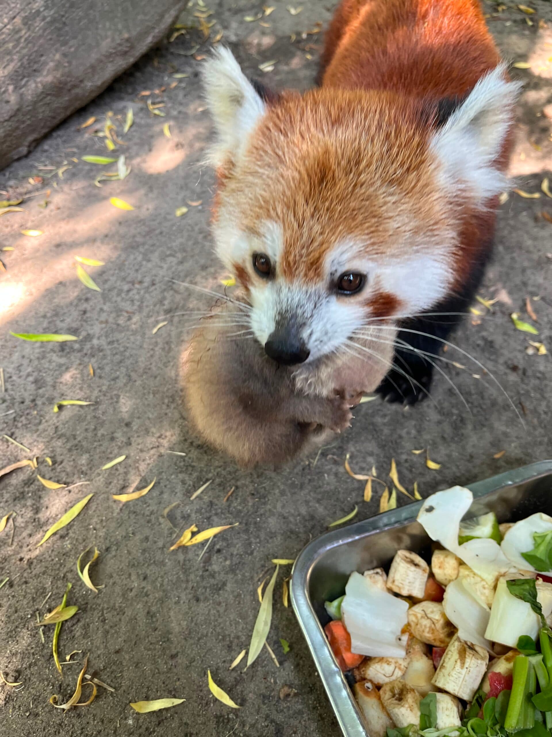 Baby boom u pand małych w płockim zoo