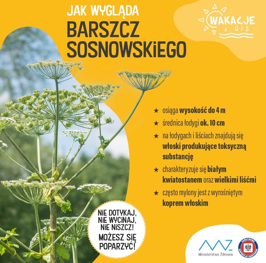 Barszcz Sosnowskiego. Największe skupiska na terenie Starego Sącza