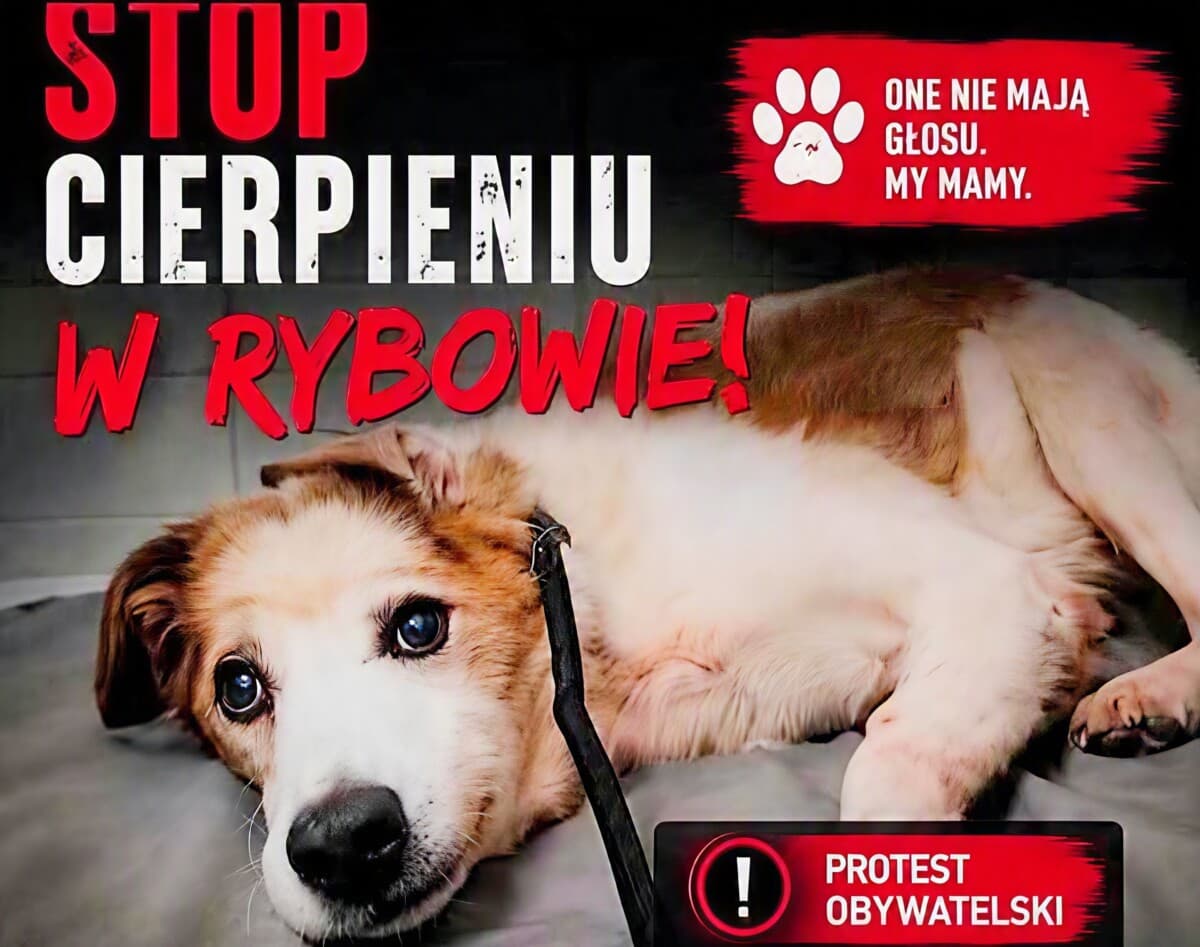 Będzie obywatelski PROTEST ws. sytuacji PSÓW w schronisku CYWIL!