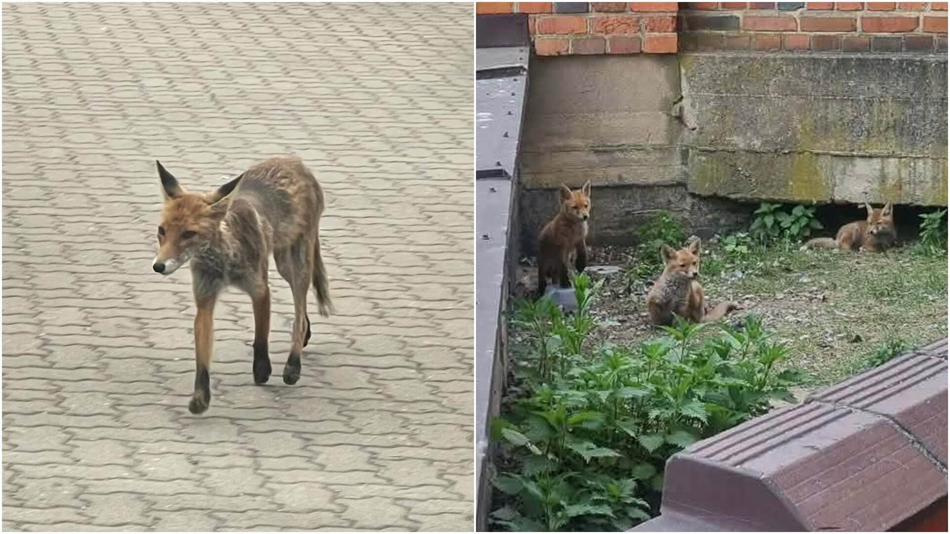 BIAŁYSTOK Lisia rodzina zniknęła z ulicy Kościelnej w Białymstoku. Jeden osobnik trafił na wolność