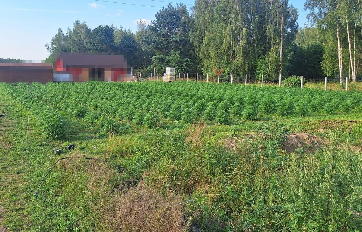 Blisko 1300 krzaków konopi i 4 kg marihuany. Policjanci zlikwidowali nielegalną plantację