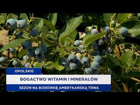 Bogactwo witamin i minerałów. Sezon na borówkę amerykańską trwa