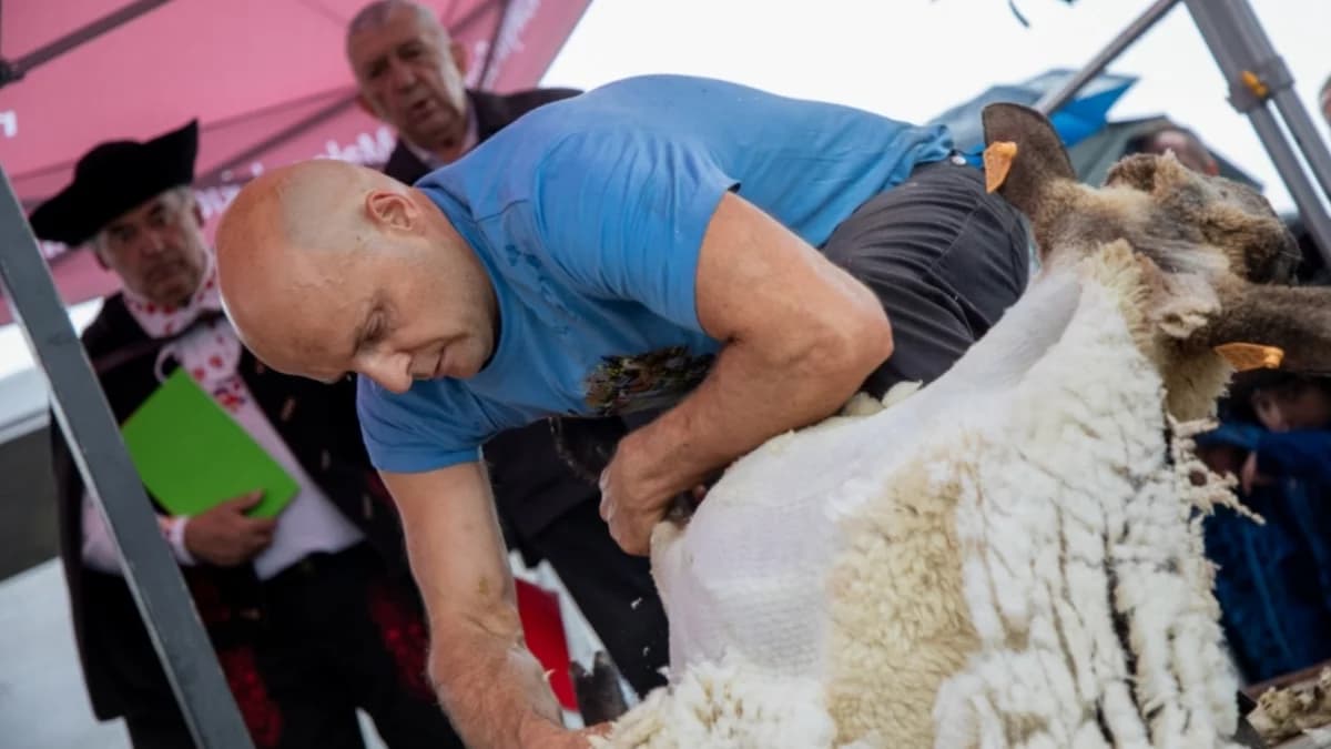 Bracia z Limanowszczuzny najszybsi w strzyżeniu owiec