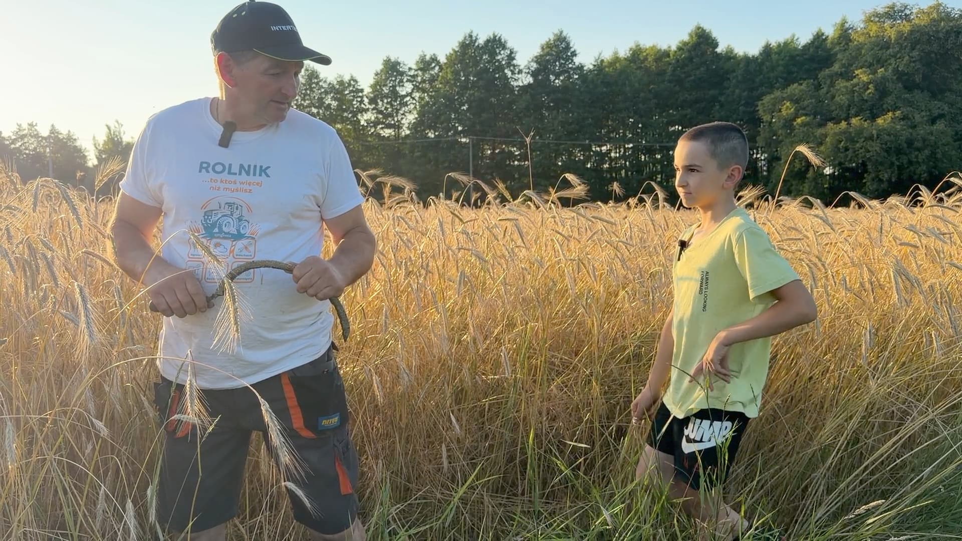 Bronowo. Wapnowanie i przygotowania do żniw