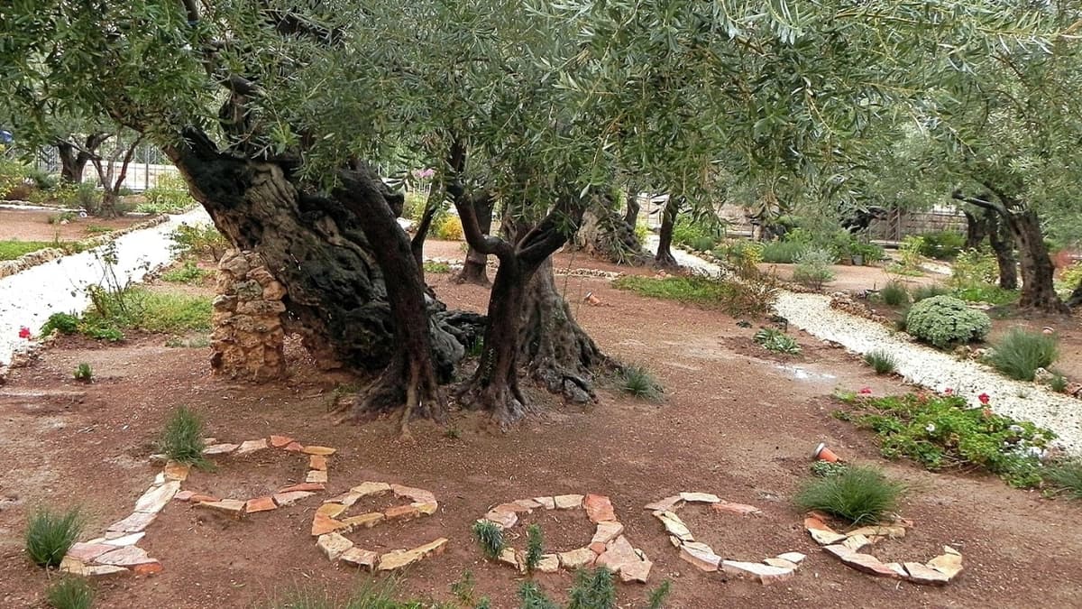 Caritas Jerozolima: Potrzeby w Gazie ogromne