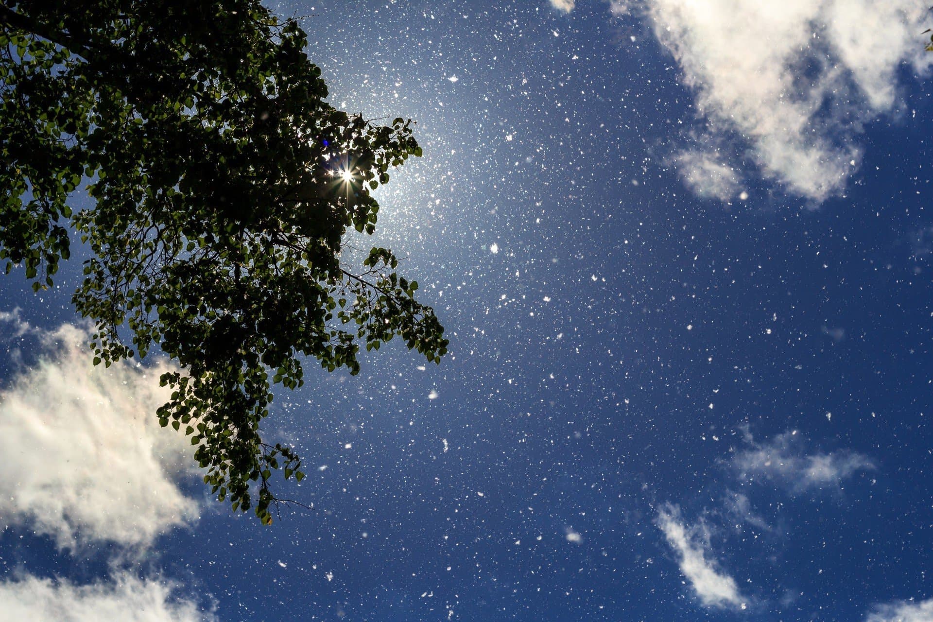 Co aktualnie pyli w Stalowej Woli? Kalendarz dla alergików