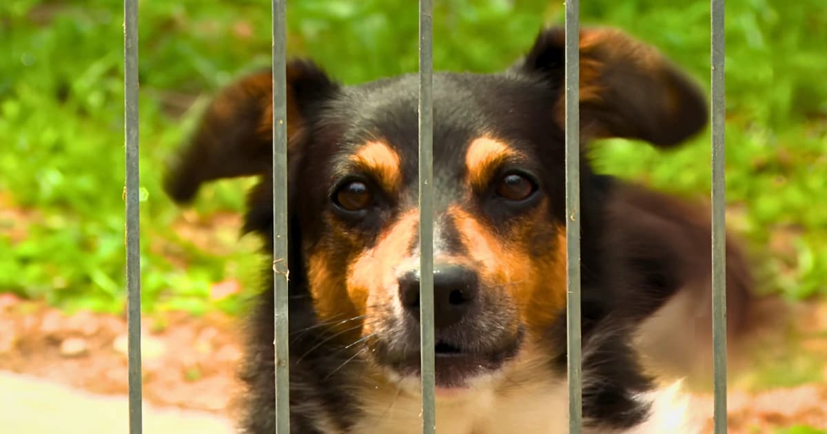 Co dzieje się w schronisku latem? Usłyszeliśmy historie, o których mało kto mówi