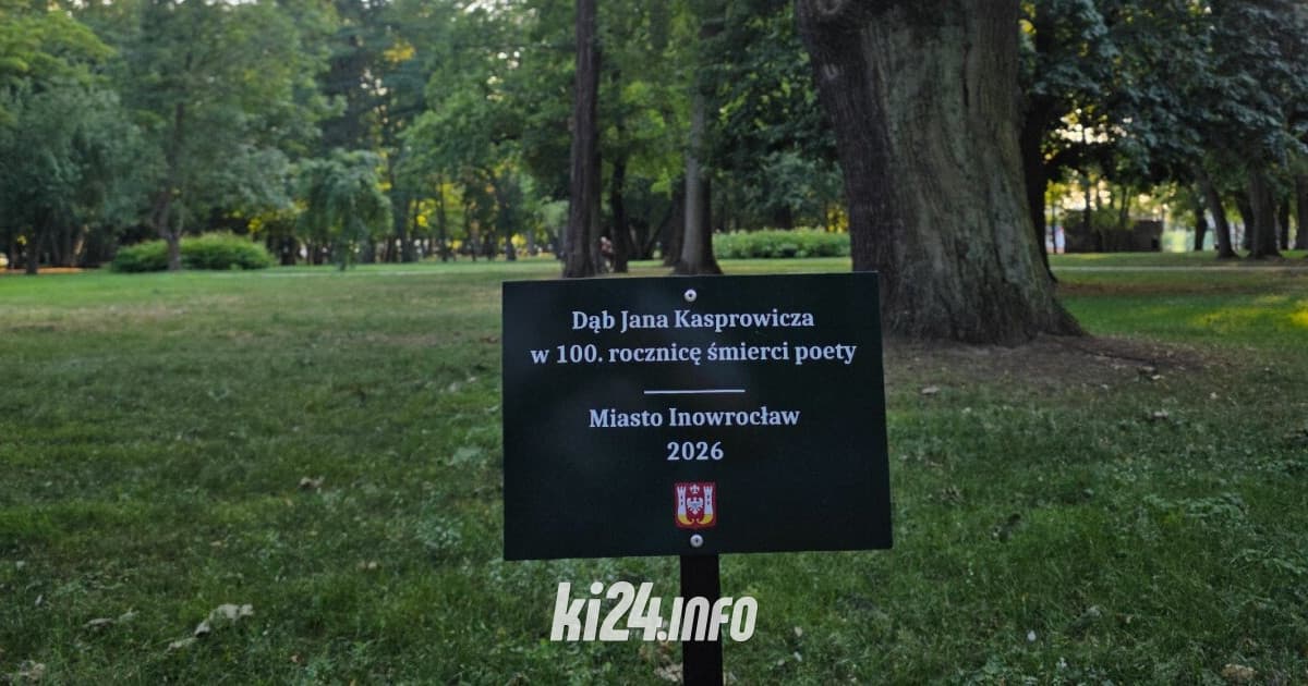 Dąb Kasprowicza łatwiej znaleźć. Jest tablica