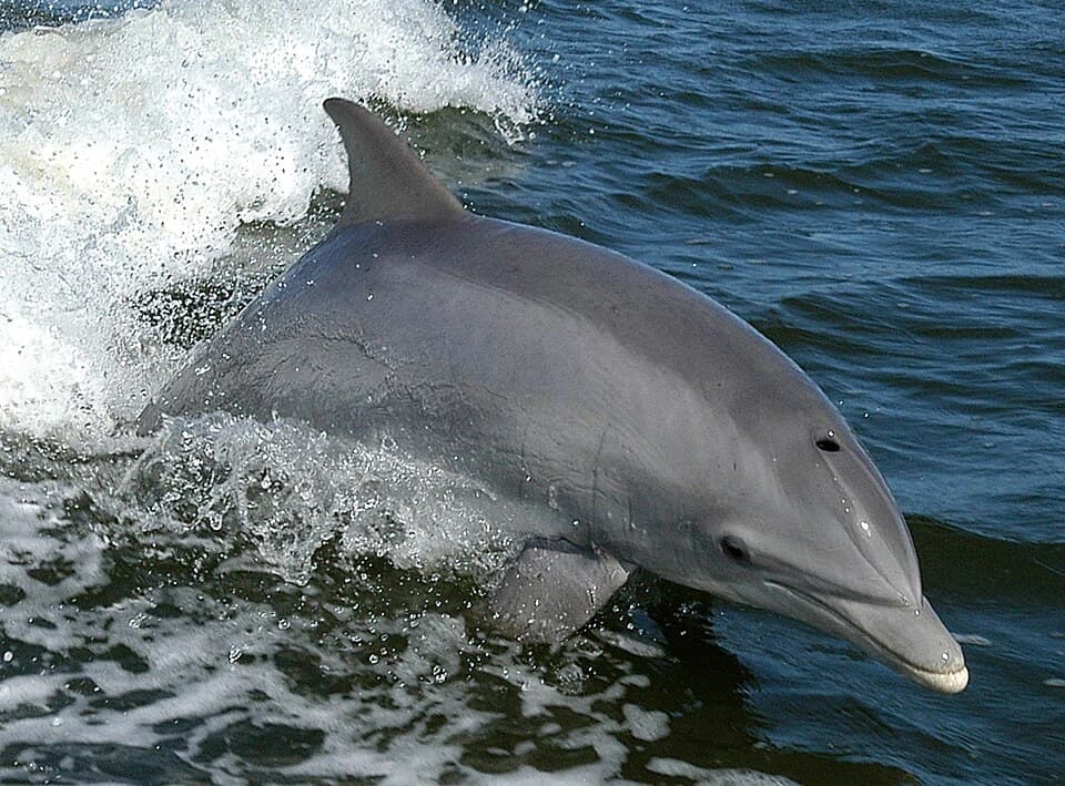 Delfiny z Adriatyku uzależniły się od... trawlerów