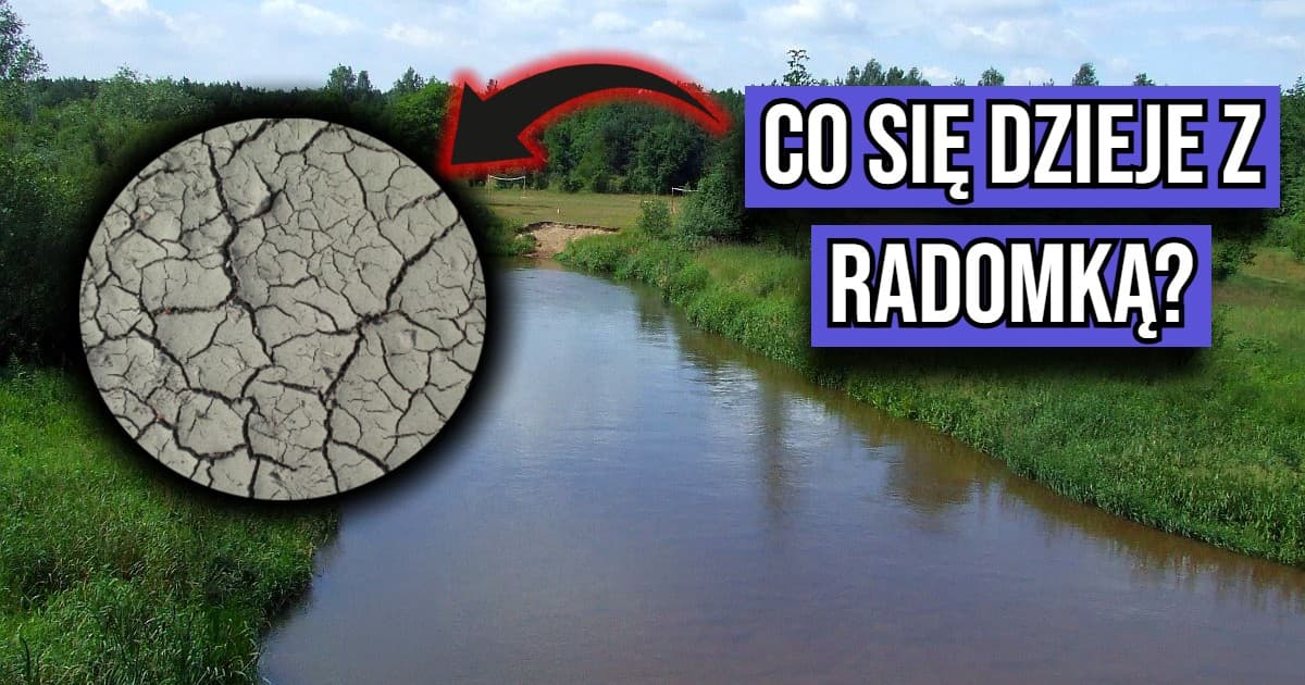 Dlaczego Radomka niemal wyschła? Wody Polskie zabrały głos i wyjaśniają przyczyny