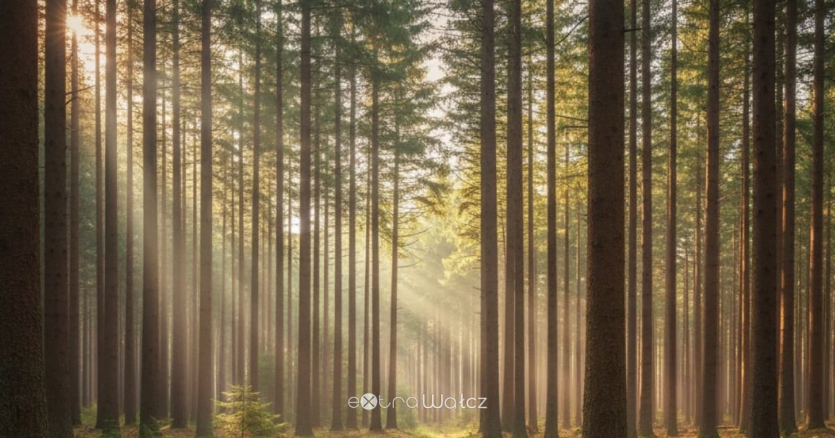 Działka z aleją lipową szuka właściciela. Nadleśnictwo