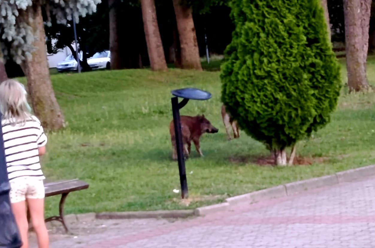 Dziki pojawiły się przy ulicy Mickiewicza. „Strach wychodzić z dziećmi”