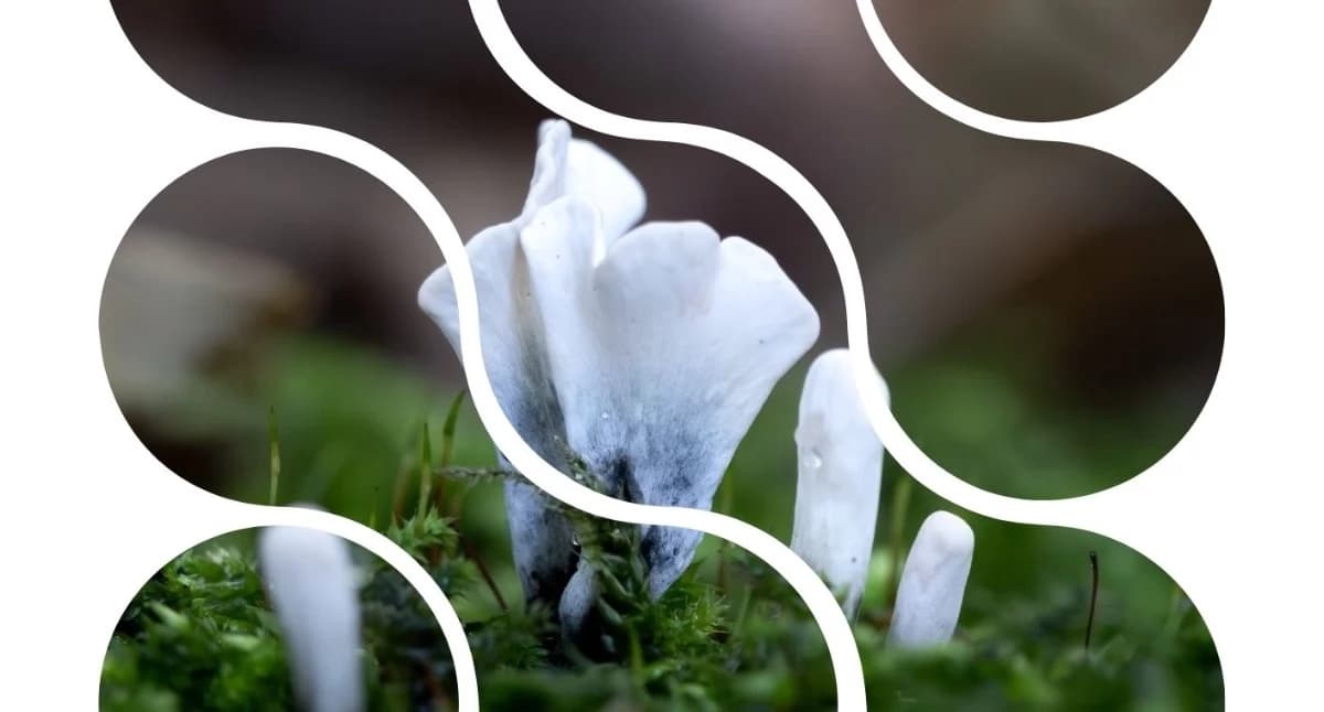 Dzisiaj Leśna ściółka w obiektywie – fascynujący ś…