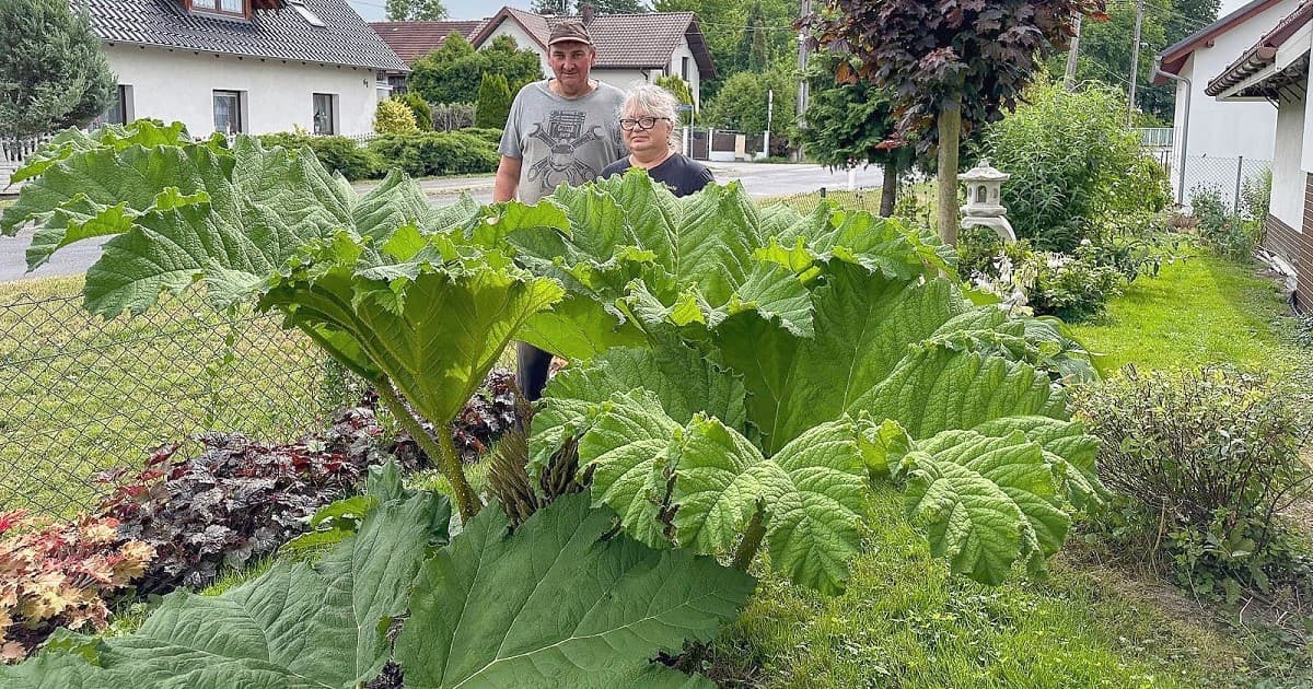 Egzotyczna gunnera rośnie w Lichyni. Jej wygląd przyciąga uwagę