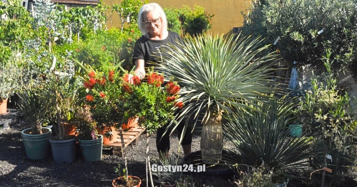 Egzotyczne rośliny przyciągają uwagę.