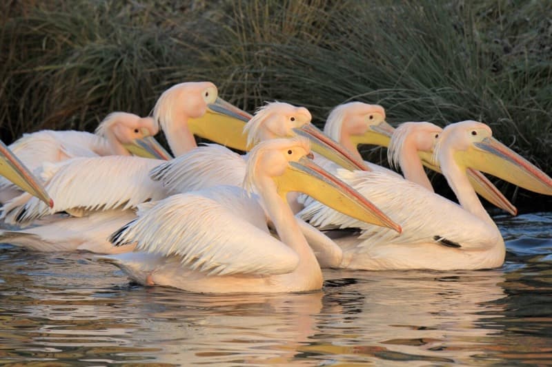 Gmina Malbork. Wyjazd do gdańskiego ZOO. Trwają zapisy