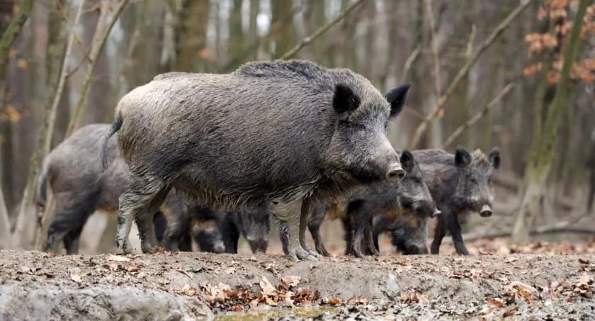 Groźna choroba znów na Pomorzu. Wykryto nowe ogniska