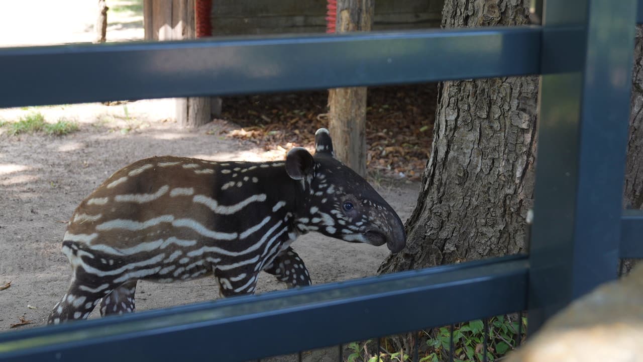Historyczne narodziny w płockim zoo. Na świat przyszedł pierwszy w Polsce tapir malajski