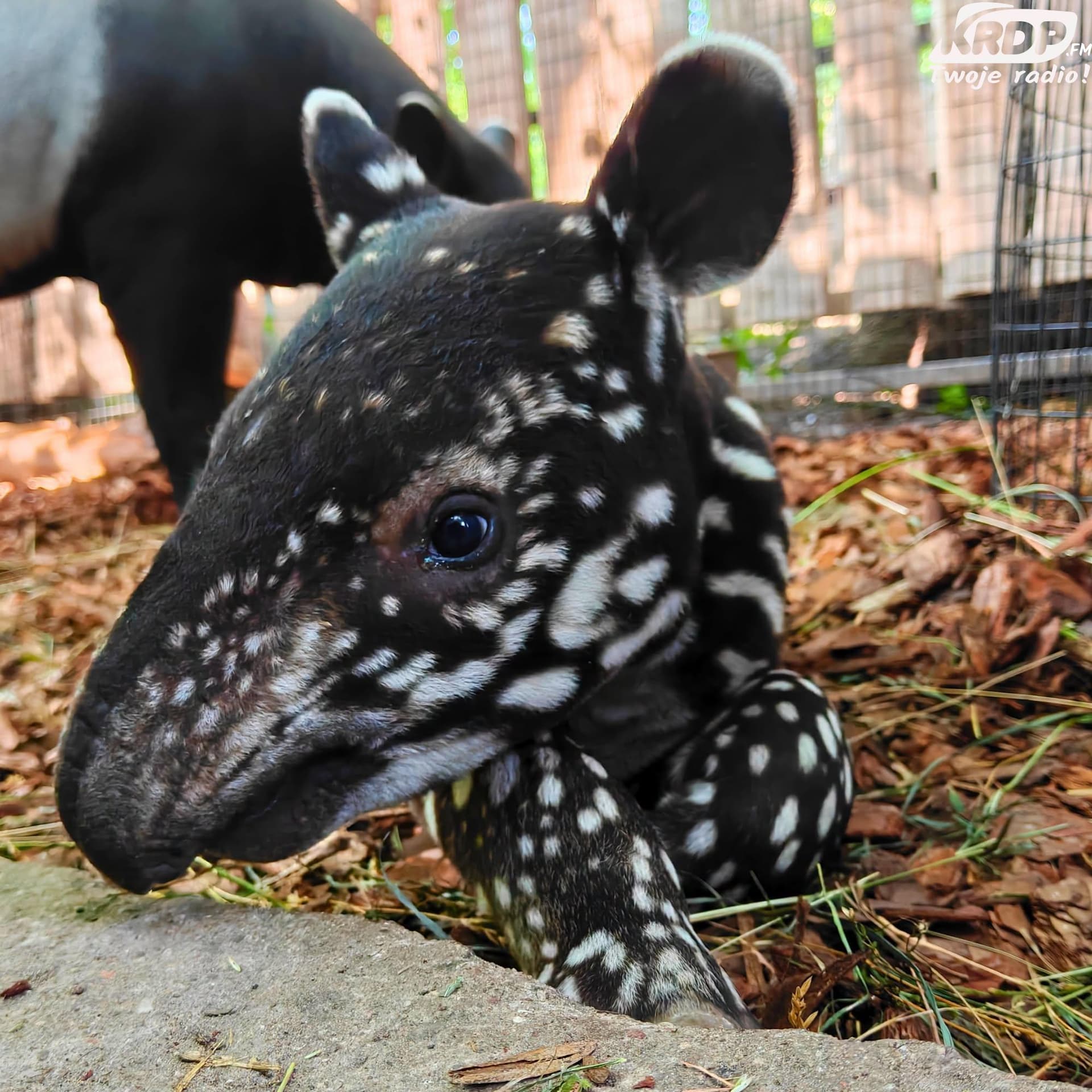 Historyczne wydarzenie w płockim ZOO