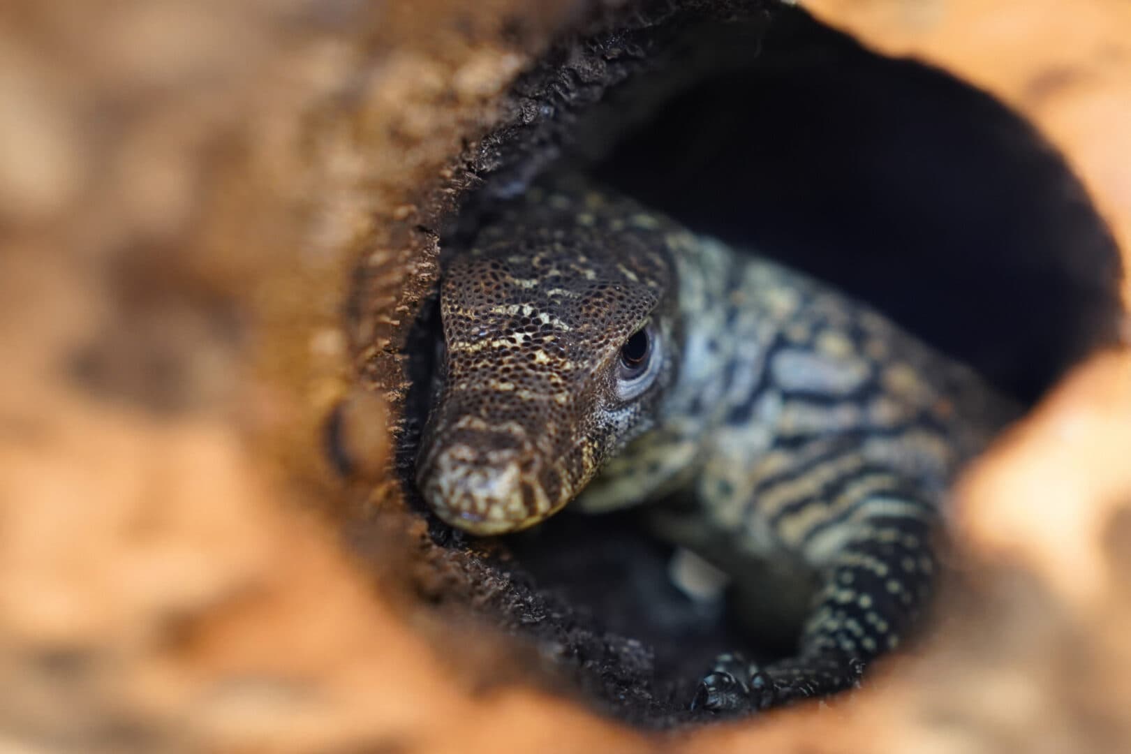 • Historyczny sukces ZOO Wrocław. Na świat przyszedł pierwszy w Polsce waran z Komodo