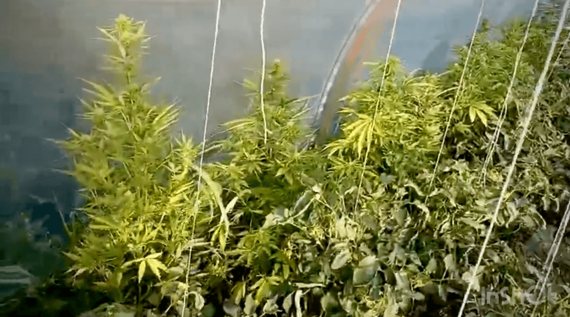 Interwencja domowa zakończyła się ujawnieniem plantacji konopi