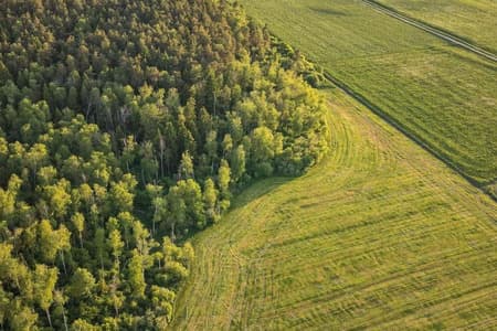 Inwestycje leśne i zadrzewieniowe. Jeszcze można składać wnioski