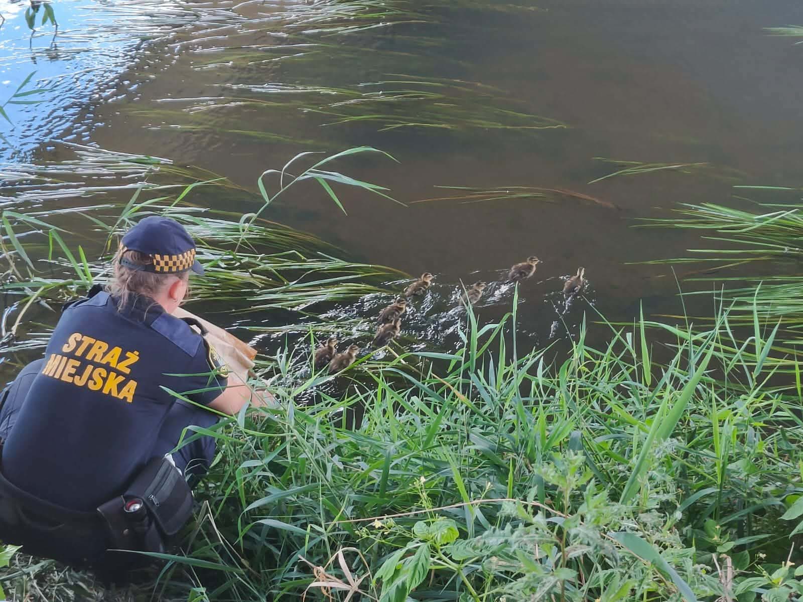 Kaczka z młodymi wędrowała ulicą Fieldorfa-Nila. Pomogła Straż Miejska