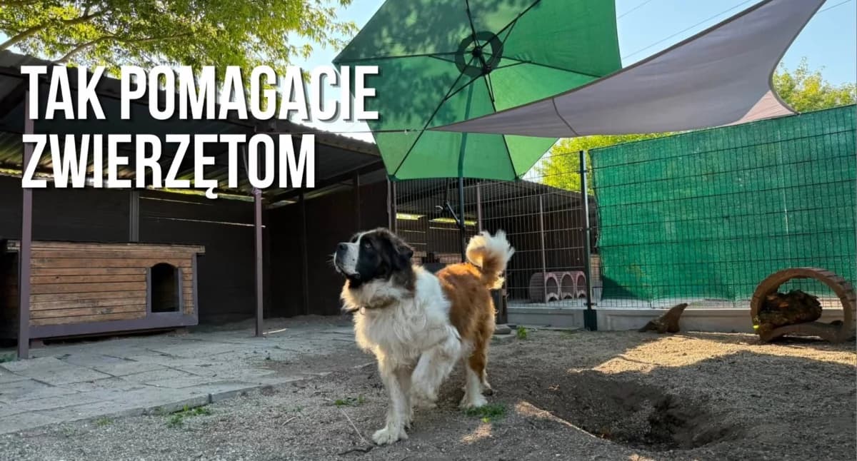 Każdy procent miał znaczenie. Schronisko pokazało, na co wydało pieniądze