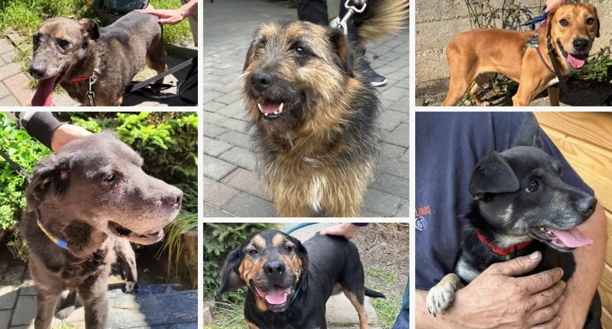 Kolejny dzień adopcji w schronisku w Nowym Targu. Sześć psów znalazło nowe domy