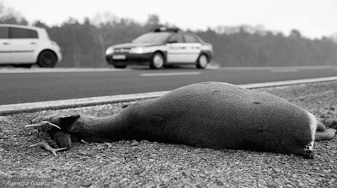 Kolizja z sarną w miejscowości Mostki. Policja apeluje o ostrożność