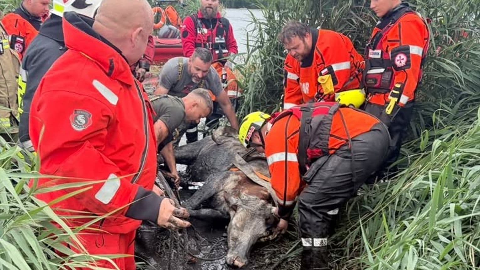Krowa tonęła w jeziorze Łebsko. Strażacy i ratownicy SAR nieśli ją 900 metrów