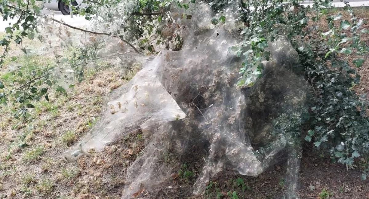 Krzew jak z horroru. Ludzie zatrzymują się…