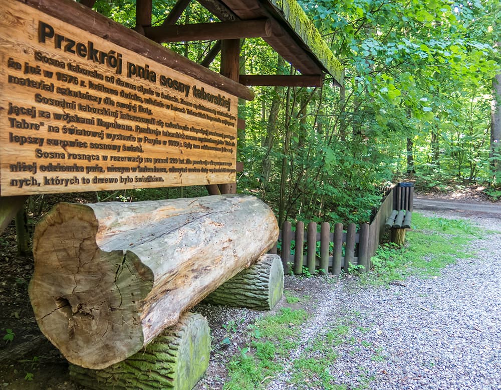 Leśnicy chcą uratować sosnę taborską. Powstał plan ochrony wyjątkowego rezerwatu