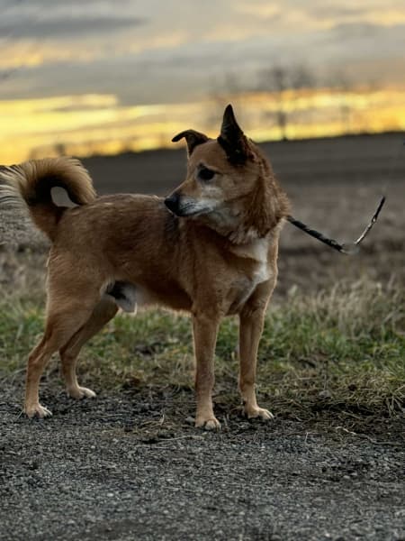 Levi to pies, który każdego dnia czeka na swoją rodzinę