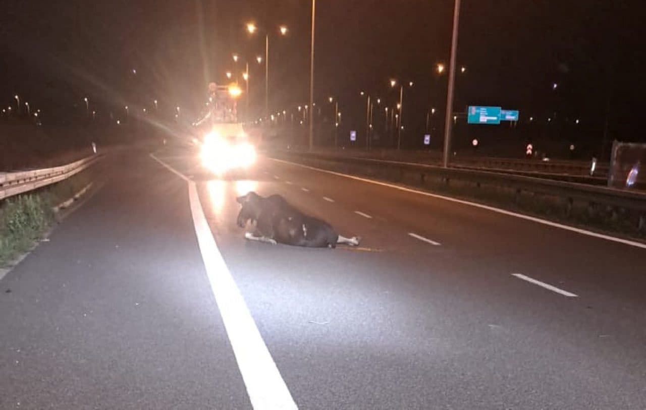 Łoś pojawił się na drodze ekspresowej koło Lublina. To nie mogło się dobrze skończyć