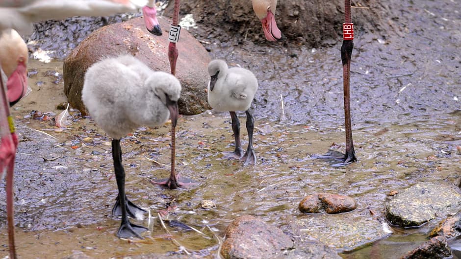 Małe flamingi skradną serca widzów? Wyjątkowa transmisja z gdańskiego zoo