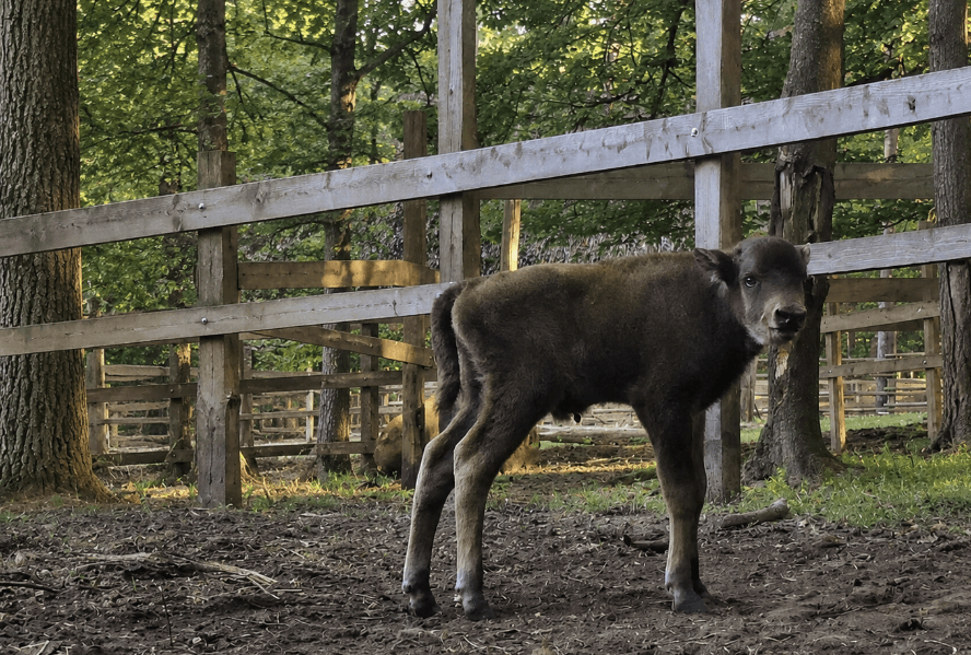 Mały żubr czeka na imię! Woliński Park Narodowy ogłosił konkurs