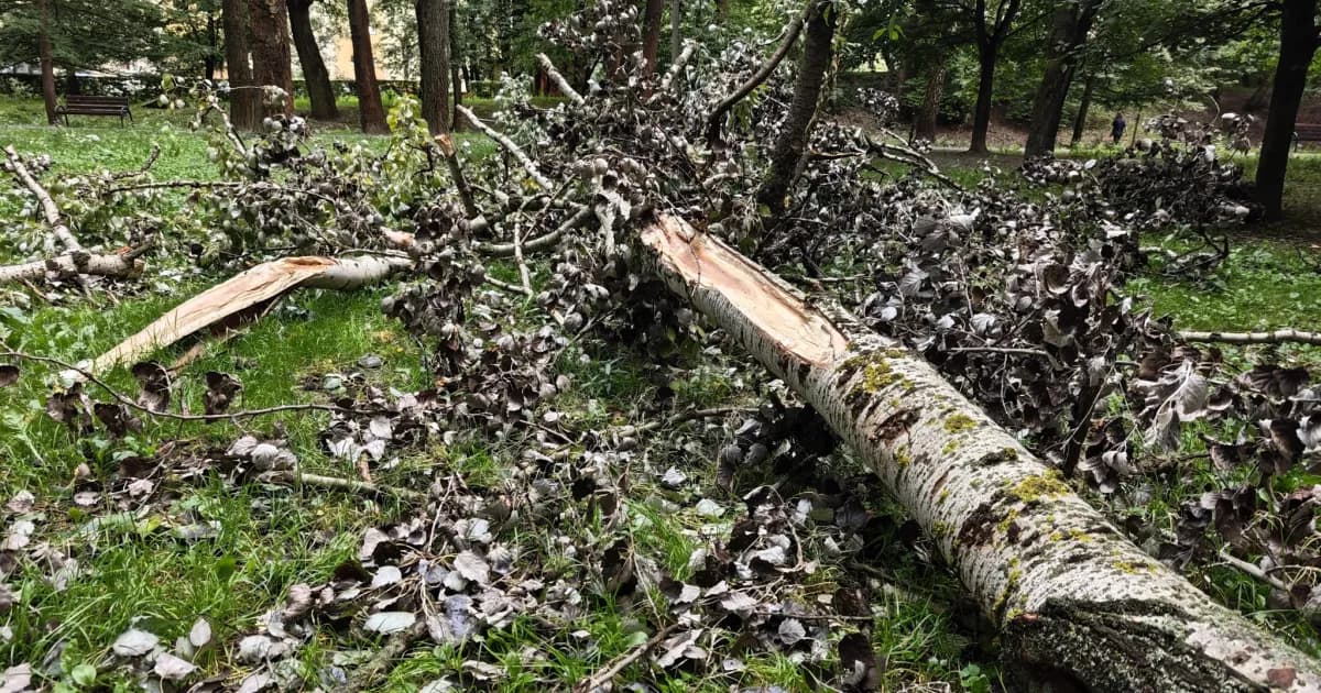 Martwe, wypróchniałe i niebezpieczne. Miejska jednostka dodaje kolejne lokalizacje