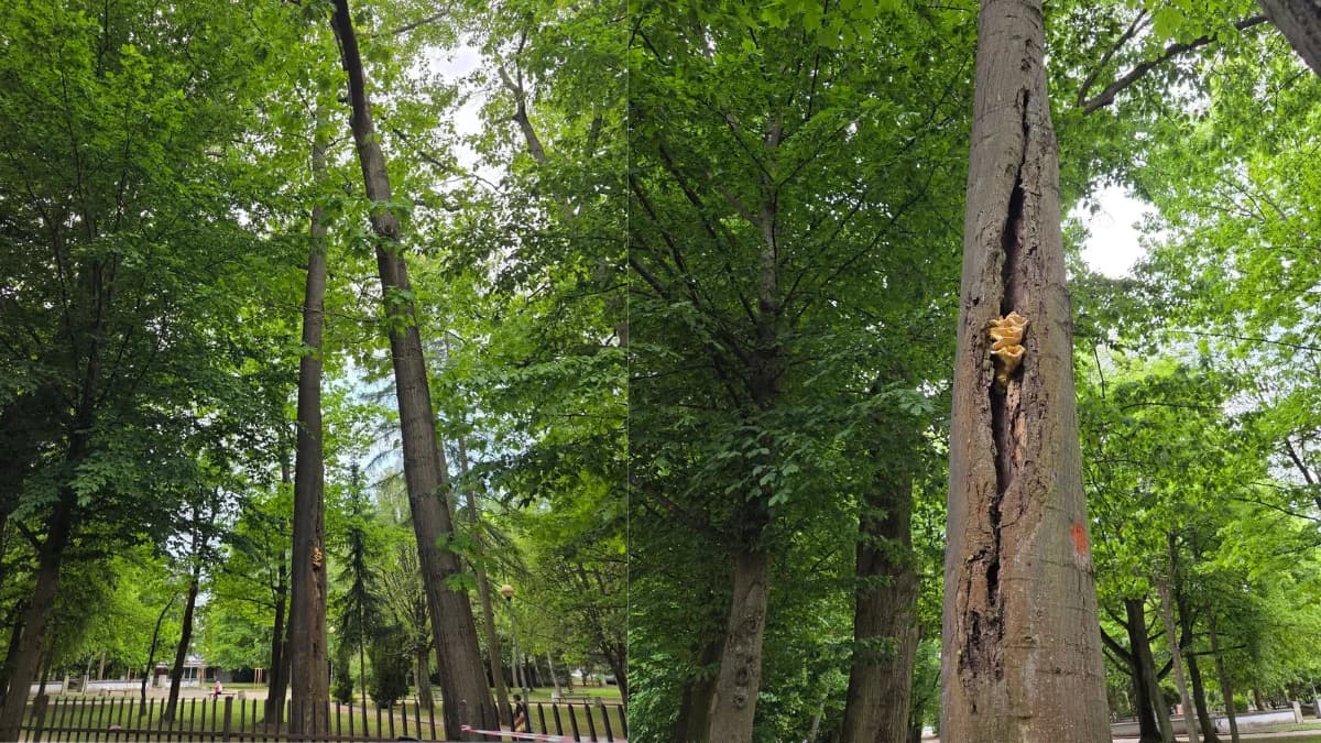 Miasto Ostróda będzie wycinać drzewa. Powodem bezpieczeństwo mieszkańców i turystów