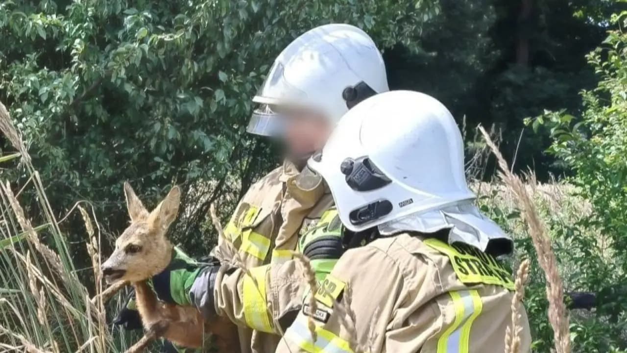 Młoda sarna wpadła do głębokiej studzienki. Strażacy i leśnicy ruszyli z pomocą